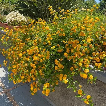 Casaale * Ανακάπρι